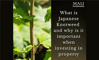 What is the problem with Japanese Knotweed?