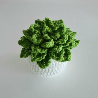 Crocheted Succulent Plant with Cream Pot