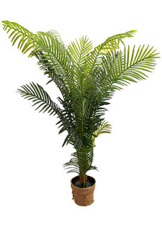 Hawaiian Palm Tree Potted (H: 1.5m)