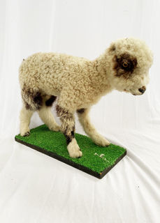 Stuffed Lamb Standing (H: 37cm x L: 50cm) WORN