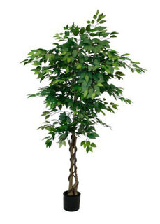 Ficus Tree Potted (H: 1.8m)