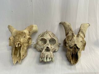 Animal Skulls Assorted