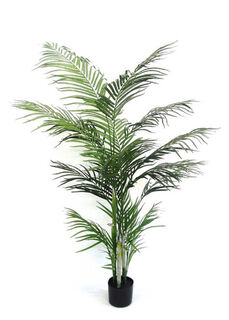 Palm Tree Areca Potted (H: 1.2m)