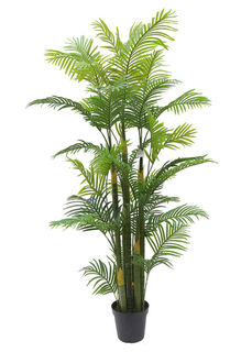 Hawaiian Palm Tree Potted (H: 2m)