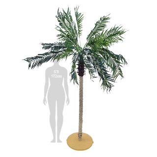 Tree Phoenix Palms Large (H: 2.5m x W: 1.2m)