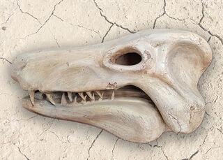 Dinosaur Skull Bone (L: 93cm x W: 40cm x H: 40cm)