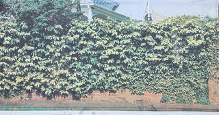 Ivy Brick Wall Backdrop (W: 6m x H: 2.9m)