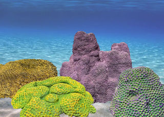 Coral (assorted sizes W: 0.4m - 0.7m)