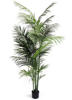 Palm Tree Areca Potted (H: 2.1m)