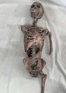 Decomposing Skeleton Medium w/ 1 Arm & 1 Leg (H: 80cm x W: 20cm)