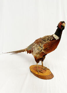 Taxidermy / Stuffed Pheasant Bird (H: 42cm x L: 70cm x W: 20cm)