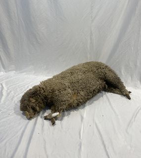 Taxidermy / Stuffed Sheep Carcass