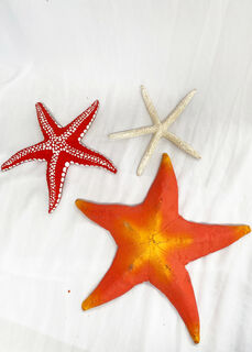 Starfish Assorted (D: 30-40cm)