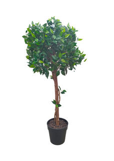 Ficus Tree Small Potted (H: 1.7m x Dia: 0.5m)