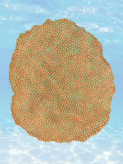 Coral - Orange & Green (H: 9cm x W: 97cm x L: 82cm)