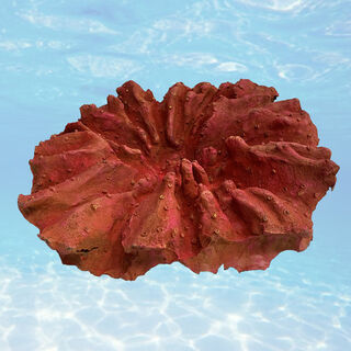 Coral - Orange Small (H: 16cm x W: 50cm x L: 53cm)