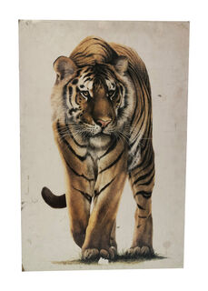 Tiger w/ White Background - Poster (H: 89cm x W: 59cm)