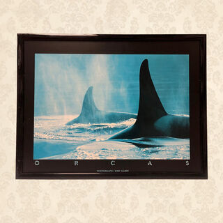 Orcas Print Framed (H: 62cm x W: 82cm)