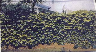 Ivy Brick Wall Backdrop (W: 6m x H: 2.9m)