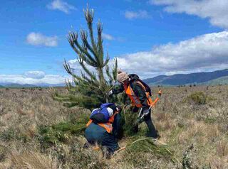 Community spirit shines bright at wilding pine volunteer day