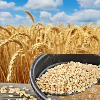 Pearl Barley 1kg