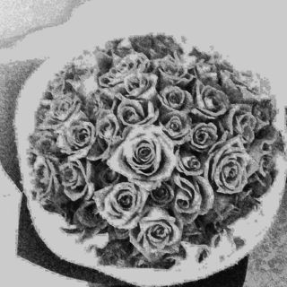Cut Flower - Roses
