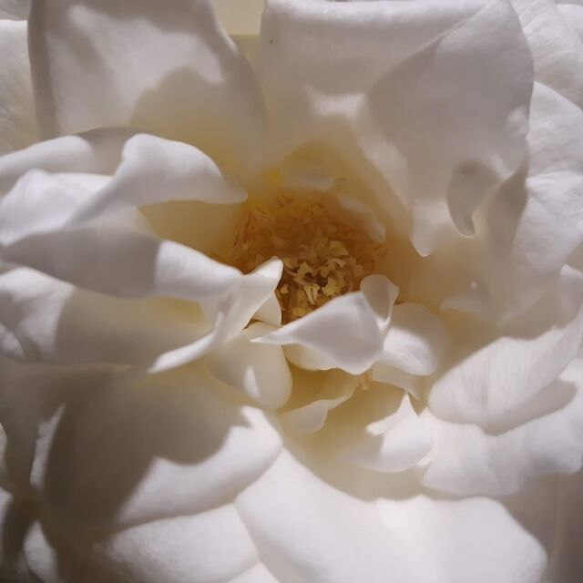 Fresh Rose heads (for petals) - NZ Grown (Non edible)