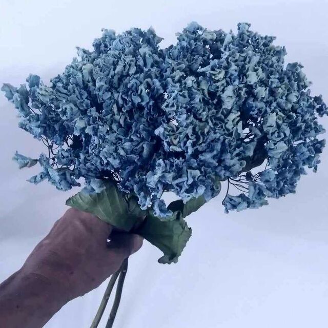 Dried Blue Hydrangea
