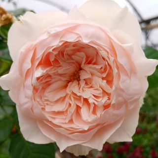 Garden and Specialty Roses