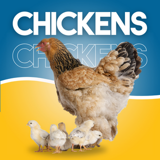 Chickens - Maximum Pet Supplies
