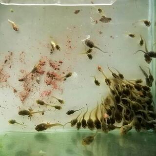Green and Golden Bell Frog Tadpoles