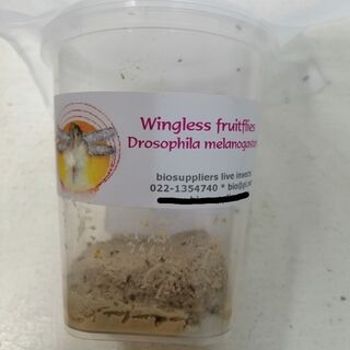 Wingless Fruit Flies
