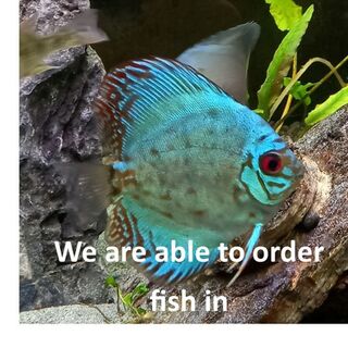 **We Are Able To Order Fish In **