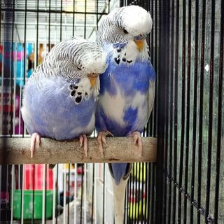 * Budgies