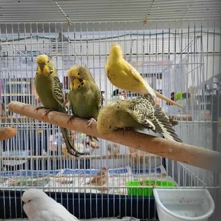 Budgies