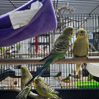 Budgies