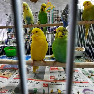 Budgies