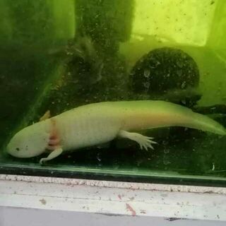 Axolotl Adult