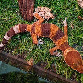 Leopard Geckos