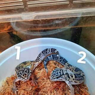 Leopard Geckos