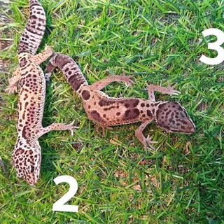 Leopard Geckos