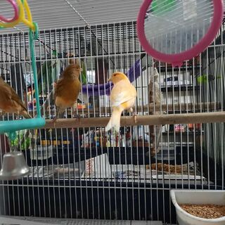 Canary