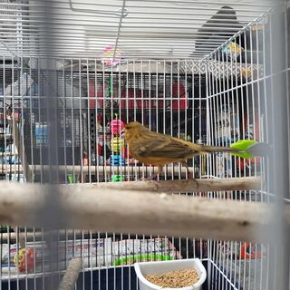 Canary