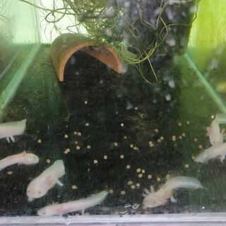 Axolotl Baby White