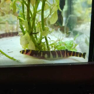 Kuhli Loach