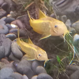 Gold Laser Cory