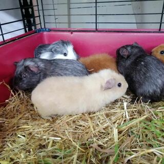 Guinea Pigs