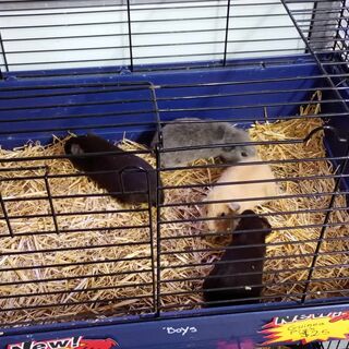 Guinea Pig Males