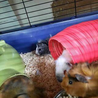 Guinea Pigs