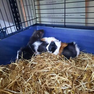Guinea Pigs
